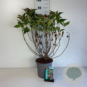Weigela 'Red Prince' 50-60 cm 6,5L