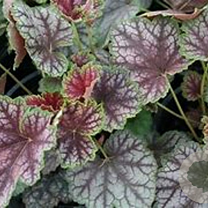 Heuchera 'Beauty Colour' GM P9