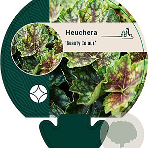 Heuchera 'Beauty Colour' GM P9