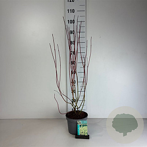 Cornus alba 'Aurea' 60-80 cm 35L