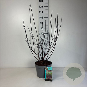 Cornus alba 'Kesselringii' 80-100 cm 10L