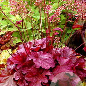 Heuchera 'Berry Smoothie' GM P9