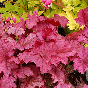 Heuchera 'Berry Smoothie' GM P9