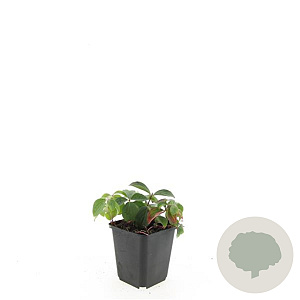 Cornus canadensis GM P9