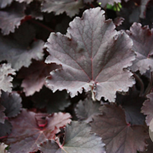 Heuchera 'Binoche' GM P9