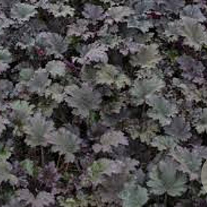 Heuchera 'Binoche' GM P9