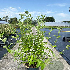 Cornus sericea 'Flaviramea' 80-100 cm 10L