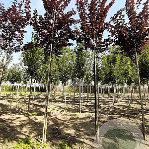 Prunus cer. 'Nigra' 12-14 HO draadkluit