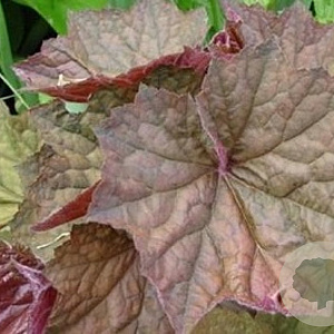 Heuchera 'Brownies' GM P9