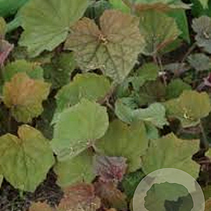 Heuchera 'Brownies' GM P9