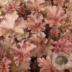 Heuchera 'Cappuccino' GM P9