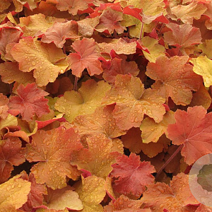 Heuchera 'Caramel' GM P9