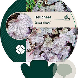 Heuchera 'Cascade Dawn' GM P9
