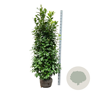 Prunus I. 'Rotundifolia' 175-200 cm met kluit extra
