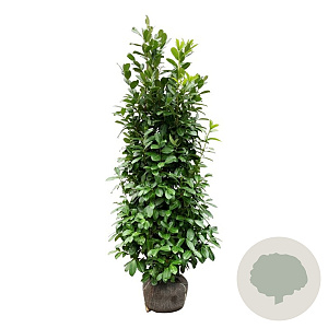 Prunus I. 'Rotundifolia' 175-200 cm met kluit extra