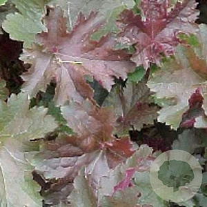 Heuchera 'Chocolate Ruffles' GM P9