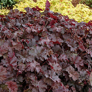 Heuchera 'Chocolate Ruffles' GM P9