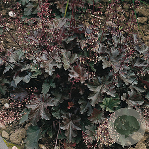 Heuchera 'Chocolate Ruffles' GM P9