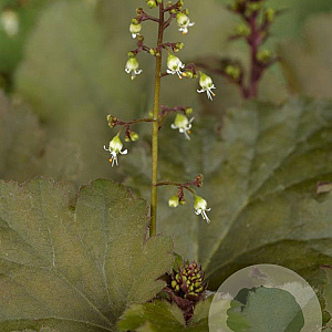 Heuchera 'Chocolate Ruffles' GM P9