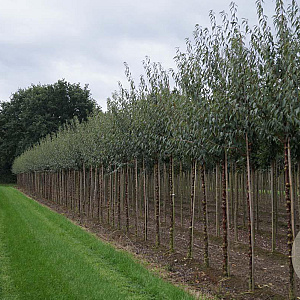 Prunus serrula 12-14 HO draadkluit