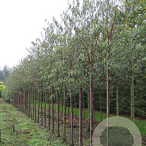 Prunus serrula 14-16 HO draadkluit