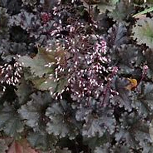 Heuchera 'Crimson Curls' GM P9