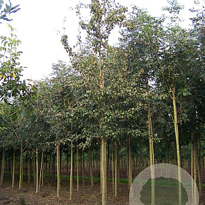 Pyrus c. 'Conference' 14-16 HO draadkluit