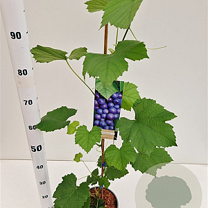 Vitis 'Boskoop Glory' 70-80 cm 2,5L