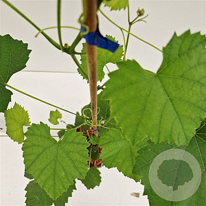 Vitis 'Boskoop Glory' 70-80 cm 2,5L