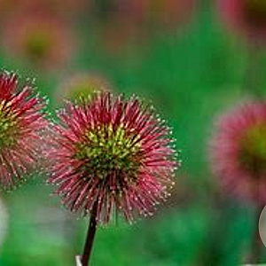 Acaena argentea C1.5 wortelecht