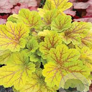 Heuchera 'Electric Lime' GM P9