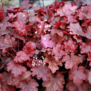 Heuchera 'Fire Chief' GM P9