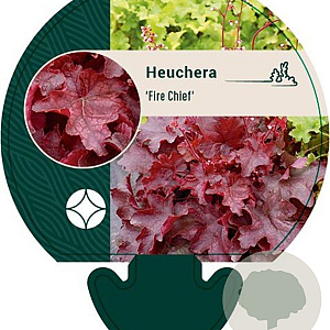 Heuchera 'Fire Chief' GM P9