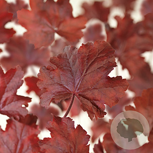Heuchera 'Fire Chief' GM P9