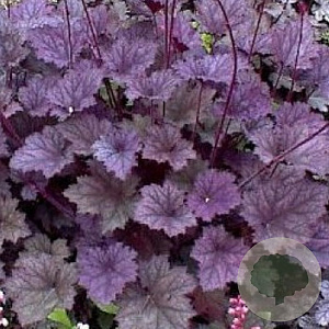 Heuchera Frosted Violet GM P9