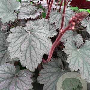 Heuchera Frosted Violet GM P9