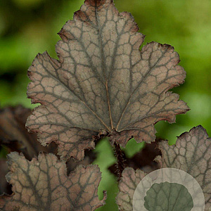 Heuchera Frosted Violet GM P9