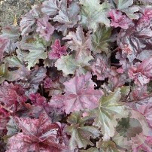 Heuchera Frosted Violet GM P9