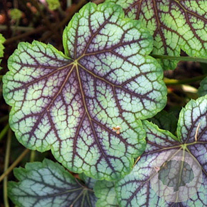 Heuchera 'Green Spice' GM P9