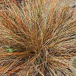 Carex 'Bronze Form' C1.5 wortelecht