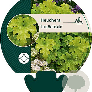 Heuchera 'Lime Marmalade' GM P9