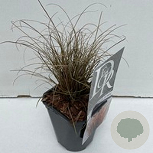 Carex 'Bronze Form' GM 2,0L