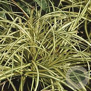 Carex 'Evergold' C1.5 wortelecht