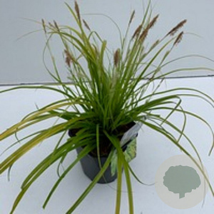 Carex 'Everillo' GM 2,0L