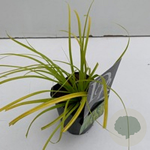 Carex 'Everillo' GM C5