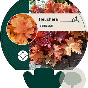 Heuchera 'Marmalade' GM P9