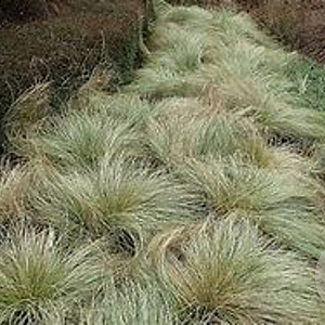 Carex 'Frosted Curls' GM C5
