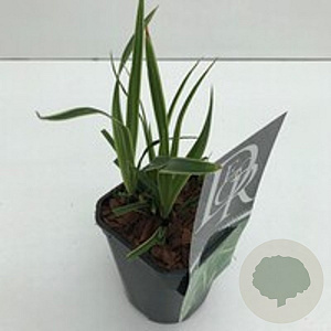 Carex 'Ice Dance' GM 2,0L