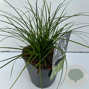 Carex 'Magic Green' GM 2,0L