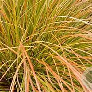 Carex 'Prairie Fire' C1.5 wortelecht
